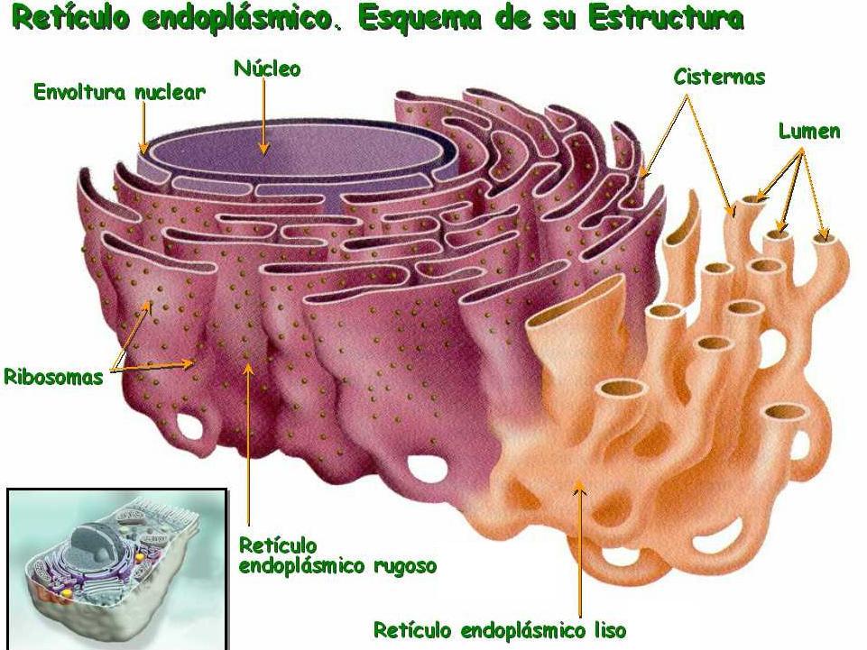 Qual A Diferença Entre Reticulo Endoplasmatico Liso E Rugoso