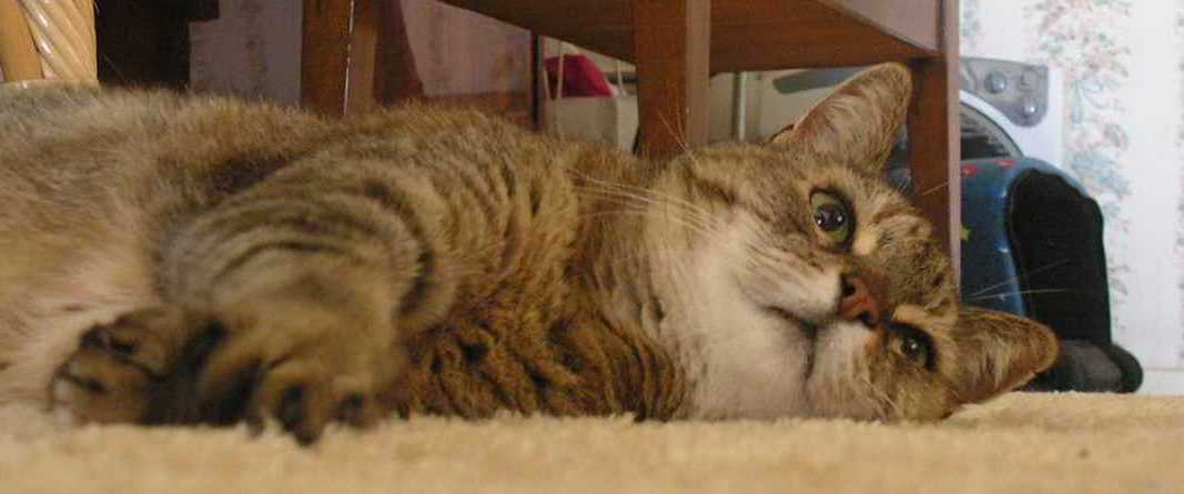 [Meow+Nap.JPG]