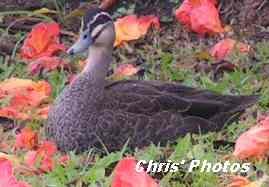 [Ducks+Backyard+2.JPG]
