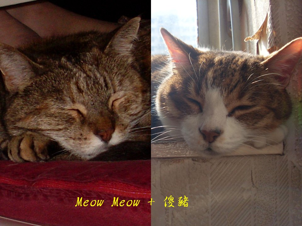 [Meow+豬.JPG]