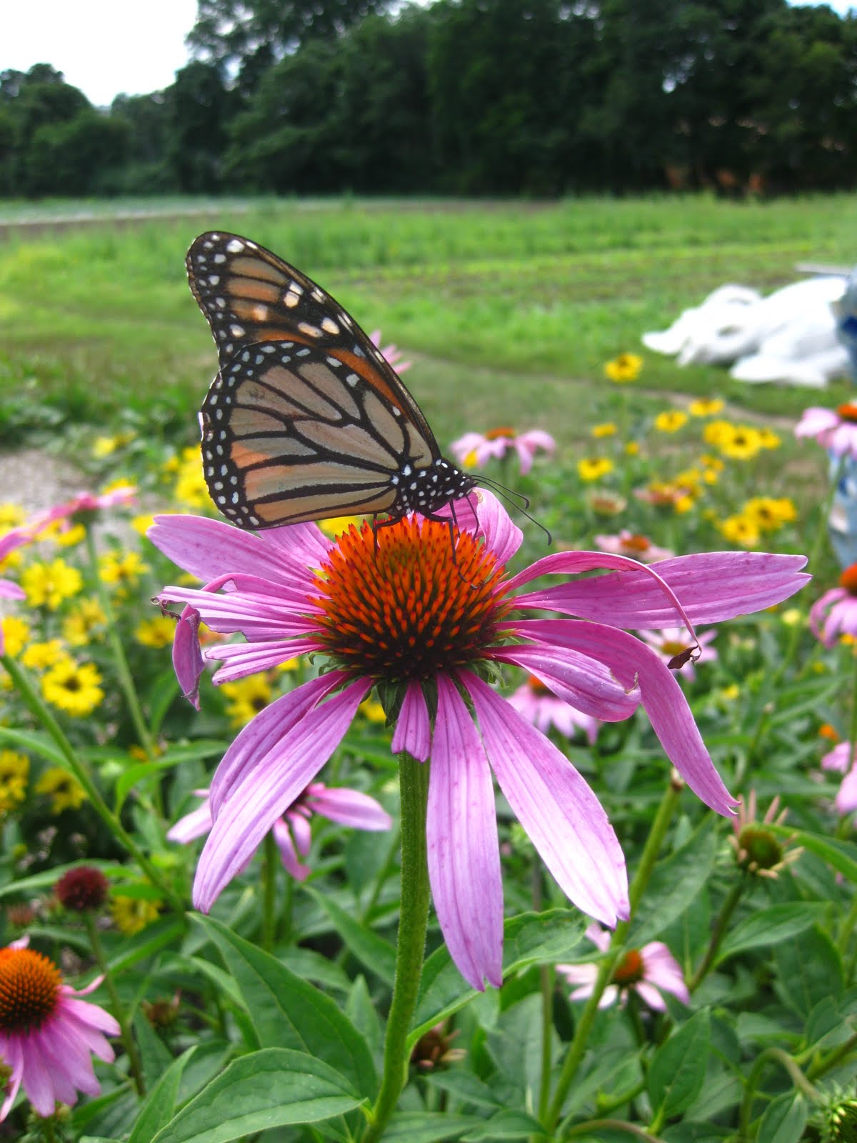 Waltham Fields Community Farm: Pollinators and Flowers