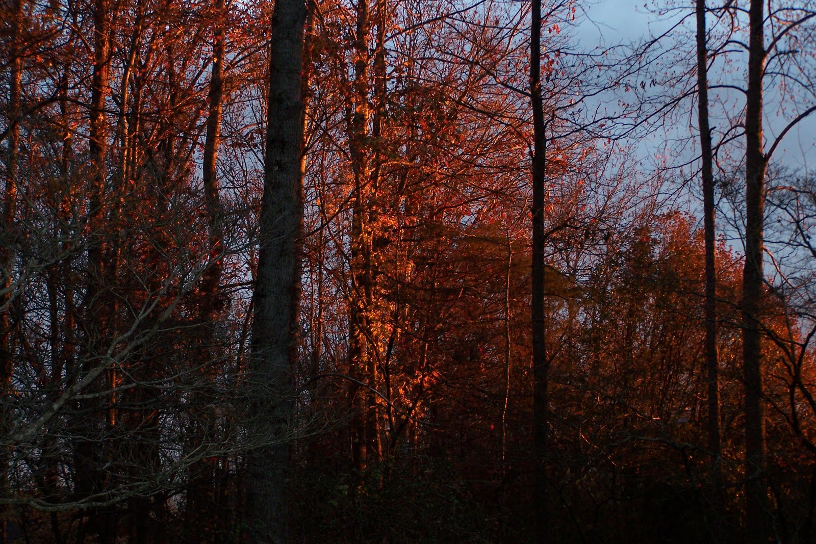 [Backyard+in+December+005.JPG]