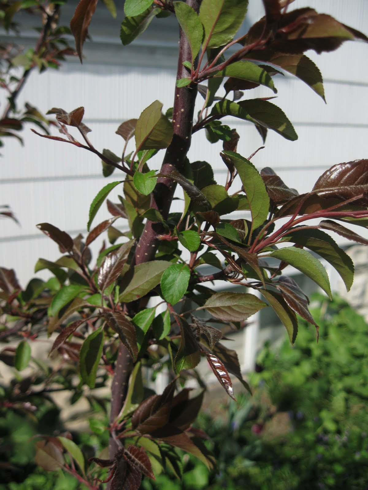 Joshua Tree Mystery Solved: Nyt Explains All! - olbip78