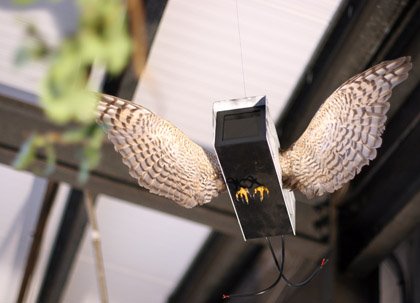 [dface_apopcalypse_cctv_bird.jpg]