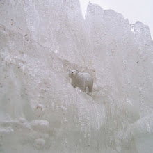 Tip of the Icebear - Jääkarhun huippu