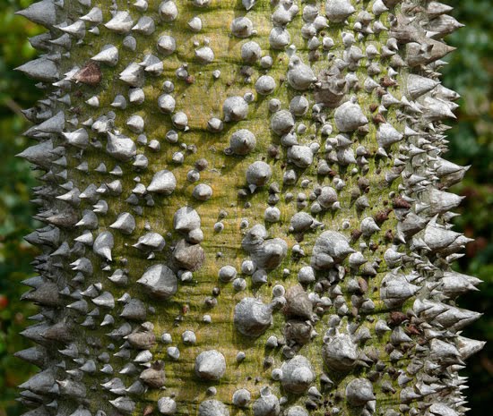 The World s Hardest Tree To Climb Alpin Funny Picture 