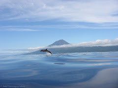 A Dolphin with Pico island behind!! Just beautiful...
