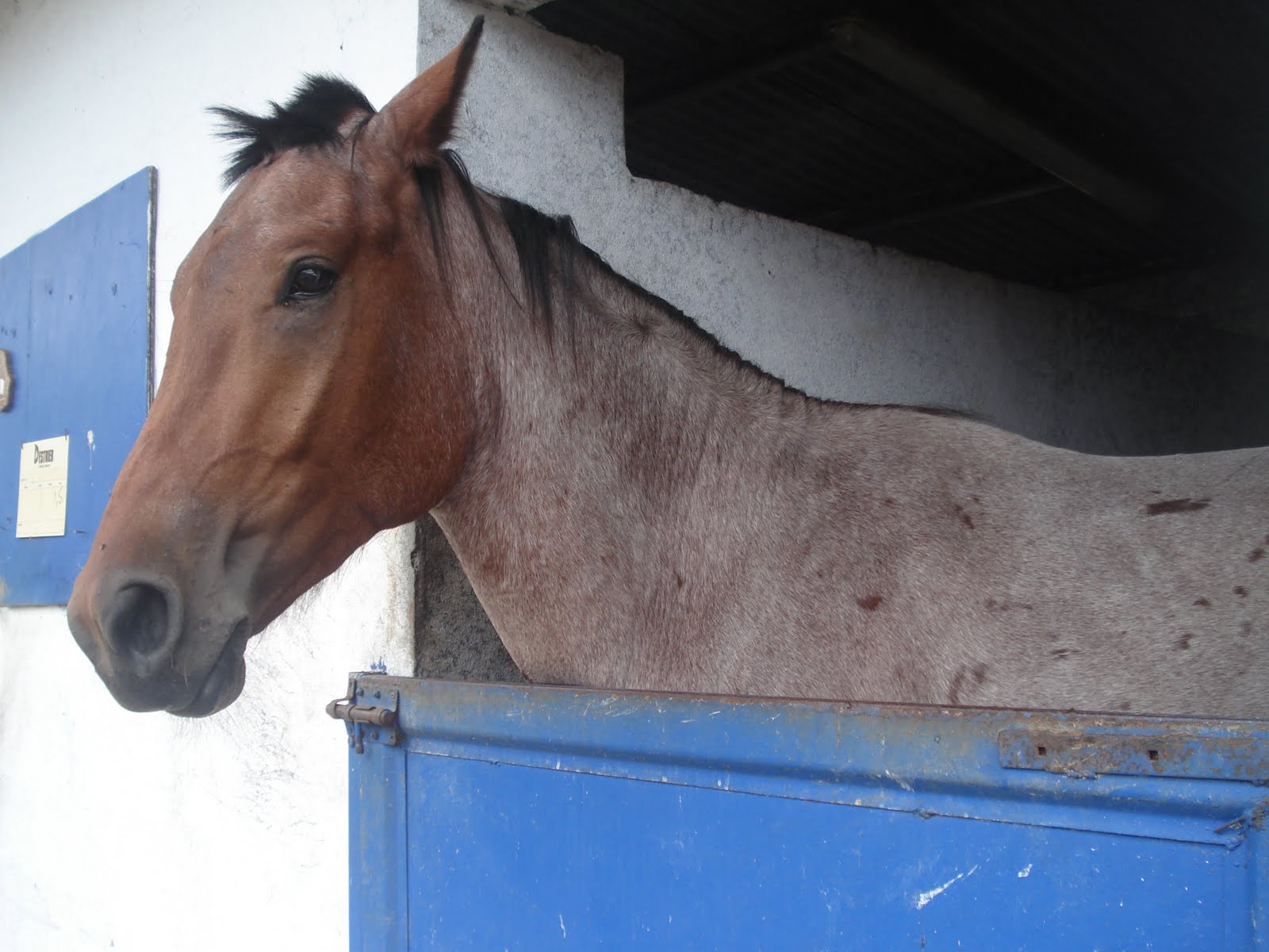 Capharnaüm une robe aubère