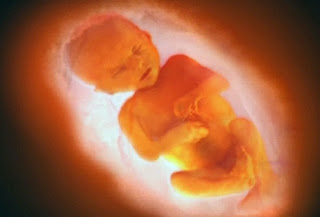 Healthy Life: Fetal Development Month by Month