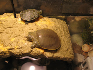 Wildlife