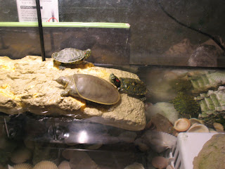 Wildlife