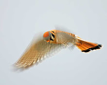 American Kestrel