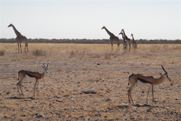 Giraffe and Springbok at Etosha