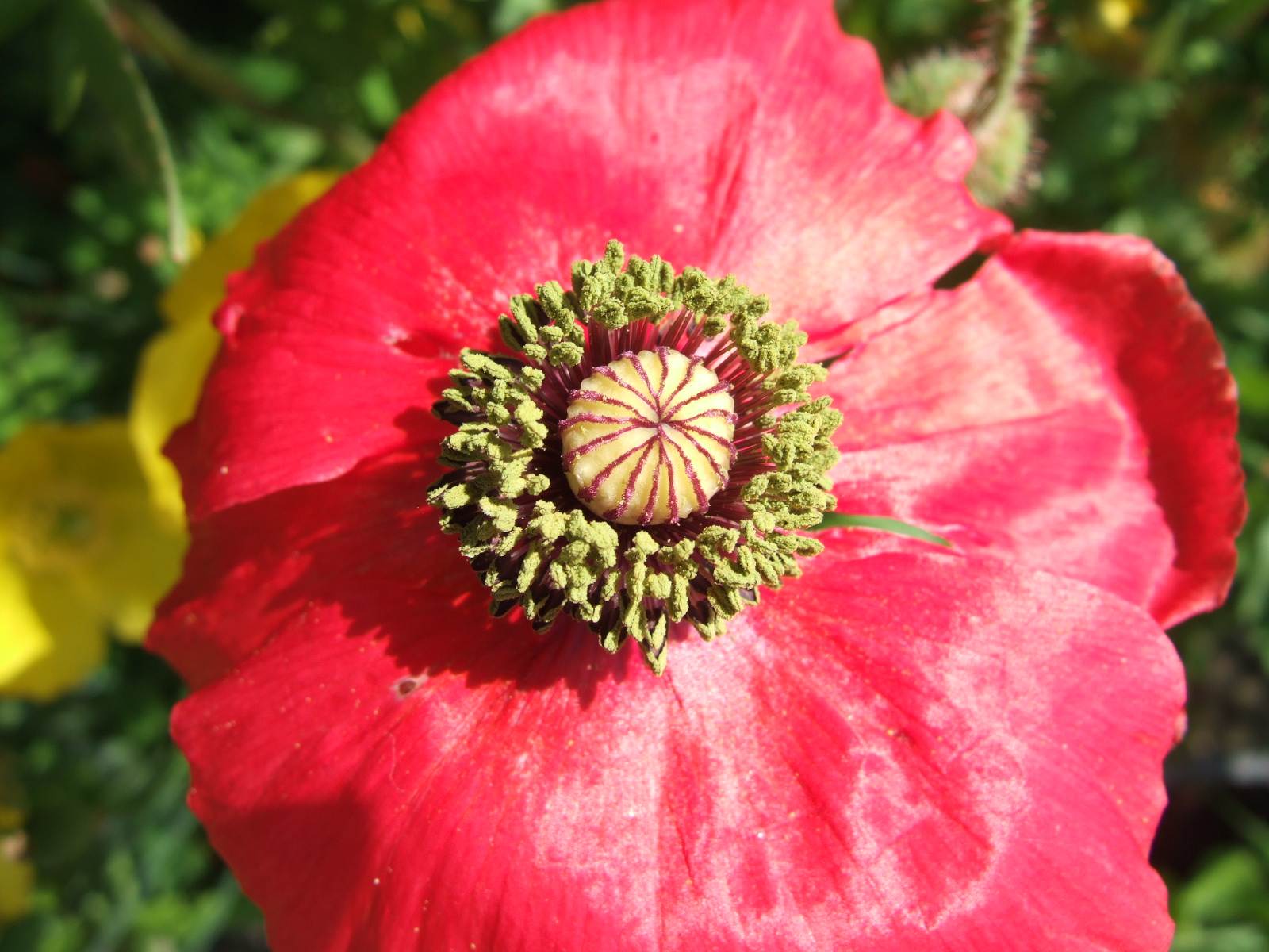 [annual+poppy+13.JPG]