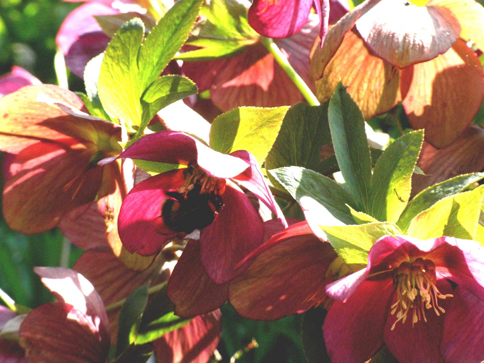 [20Apr09+Hellebores+and+Bumble+Bee.jpg]