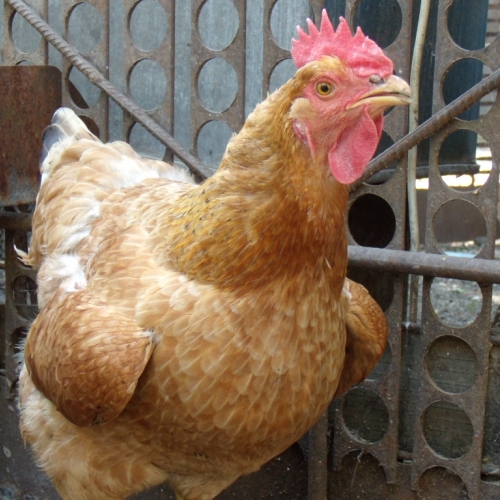 gaina.jpg