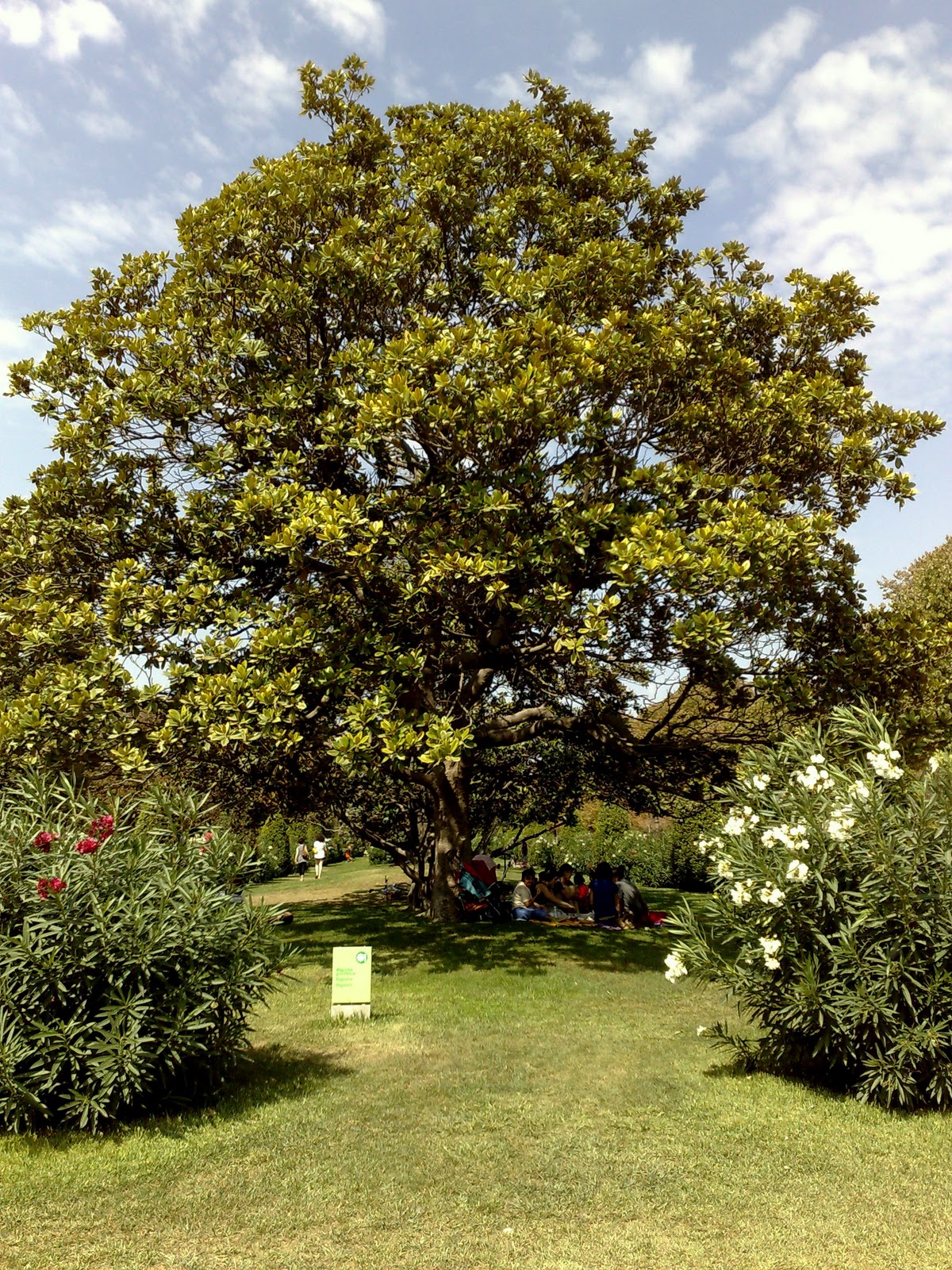 Árboles con alma: Magnolia. (Magnolia grandiflora)