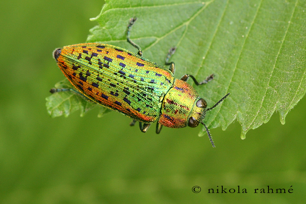 Nature Photography of Nikola Rahmé Lamprodila mirifica