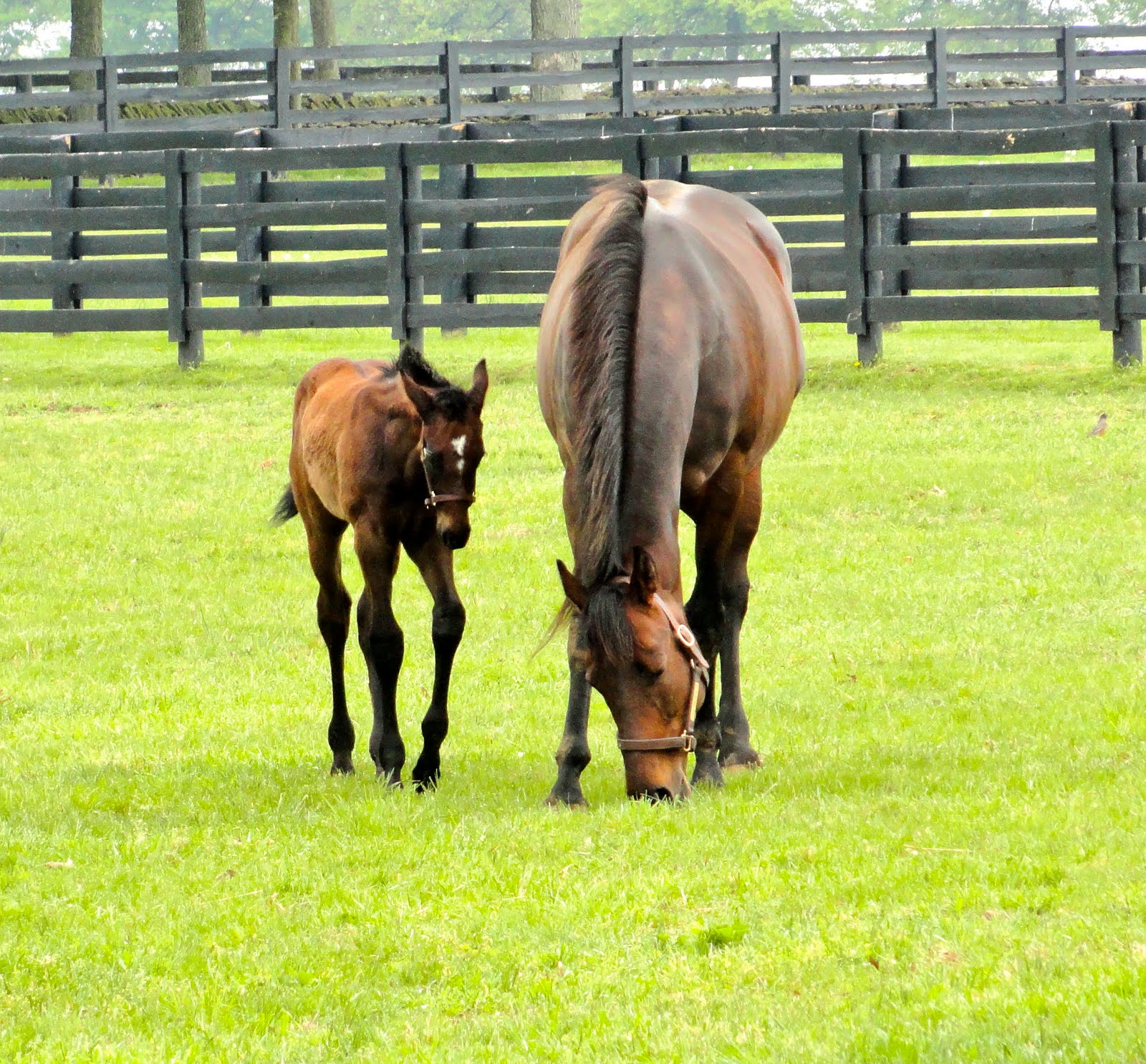 Travel On The Level Lexington, KY Horse central
