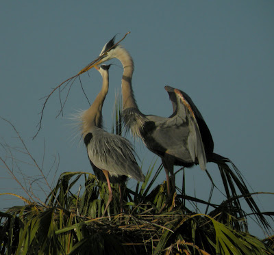 Les oiseaux de la Floride
