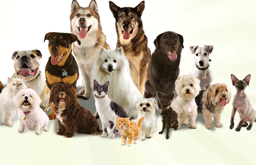 groupCatsDogs.gif