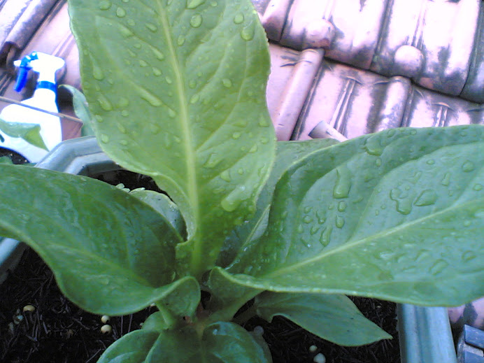 Get Gelombang Cinta Jemani Background