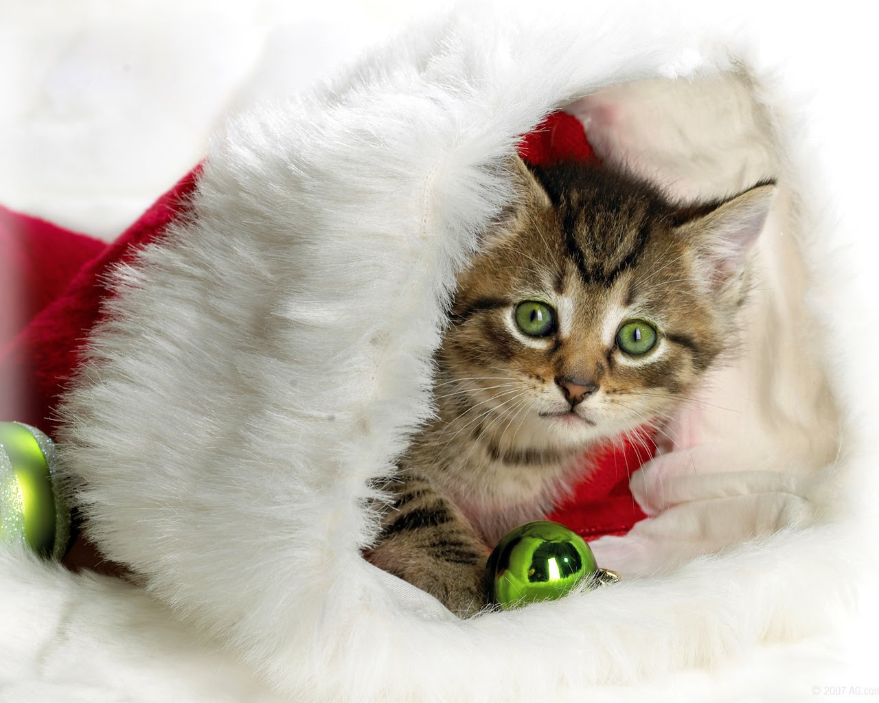 http://2.bp.blogspot.com/_SWYwL3fIkFs/S71VSdIBqxI/AAAAAAAAEFE/wMsHbOXSpBQ/s1600/cat+christmas+hat.jpg