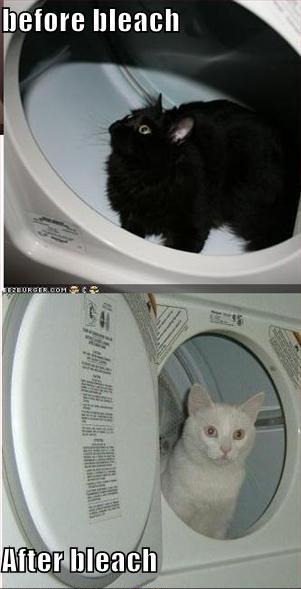 [funny-pictures-black-white-cats.JPG]