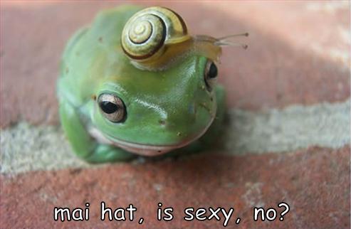 [funny-pictures-frog-sexy-hat.JPG]
