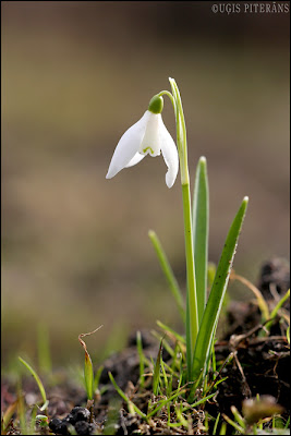 Baltā sniegpulkstenīte (Galanthus nivalis)