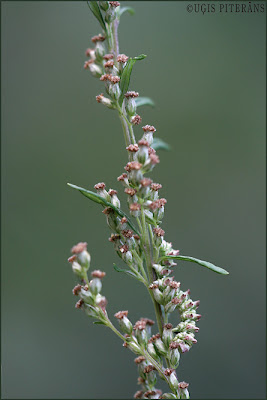 Vībotņu mūka (Cuculia artemisiae) kāpurs