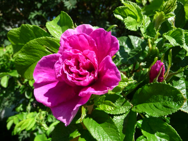 3057 Best Roses Images In 2020 Beautiful Roses Beautiful