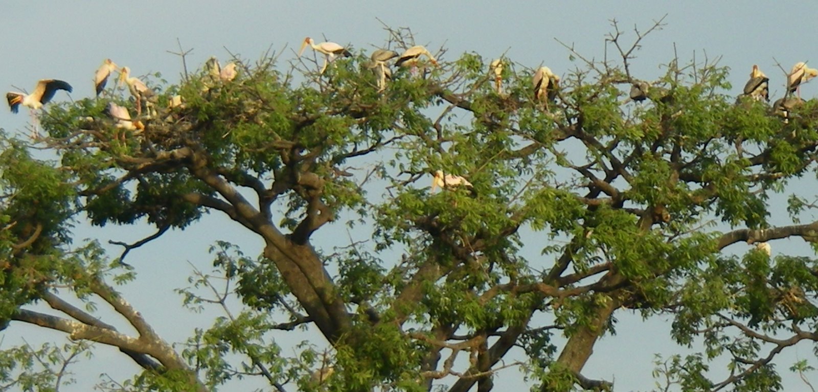 [storks+on+tree.jpg]