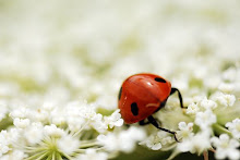 ladybug