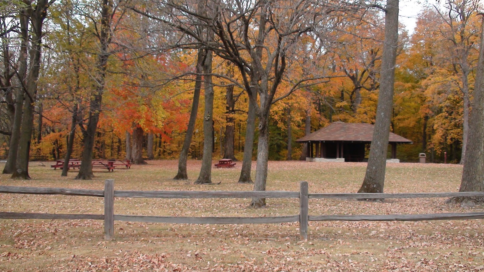 Beautiful Fall Colors at Gerdes Grove, Twelve Mile Grove in Wilton