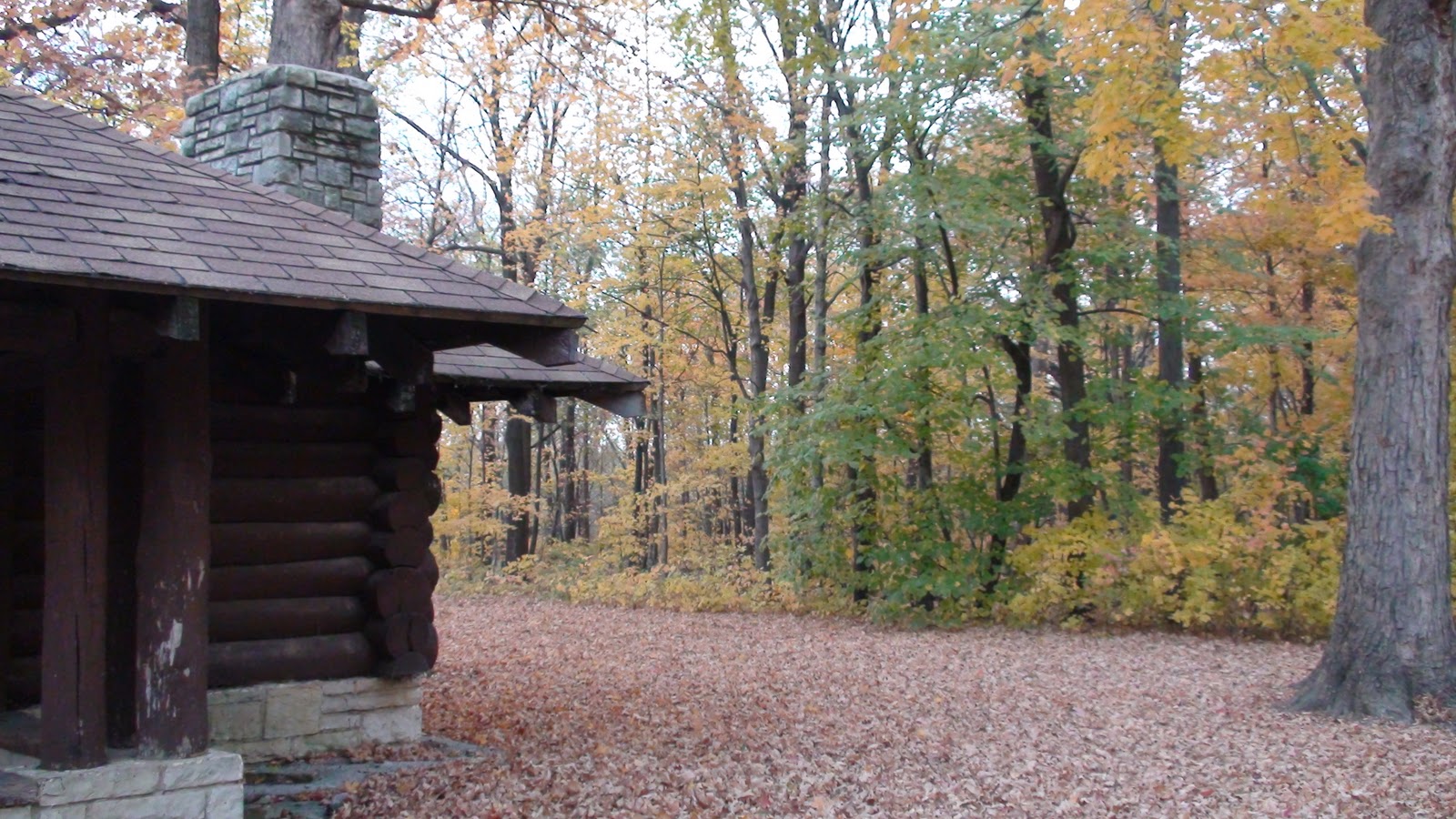 Beautiful Fall Colors at Gerdes Grove, Twelve Mile Grove in Wilton