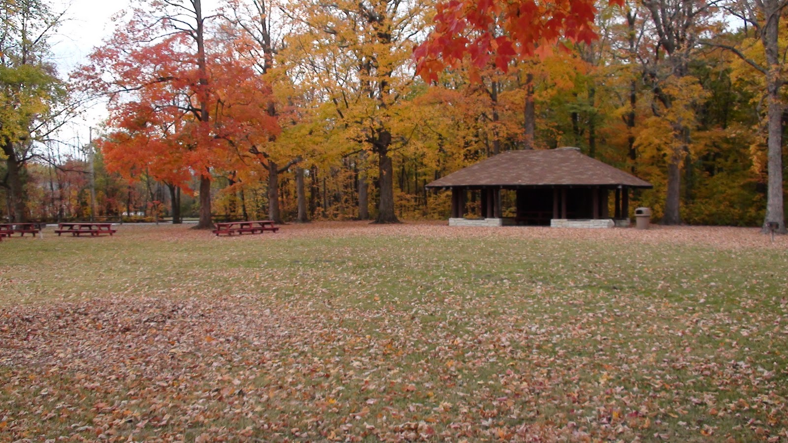 Beautiful Fall Colors at Gerdes Grove, Twelve Mile Grove in Wilton
