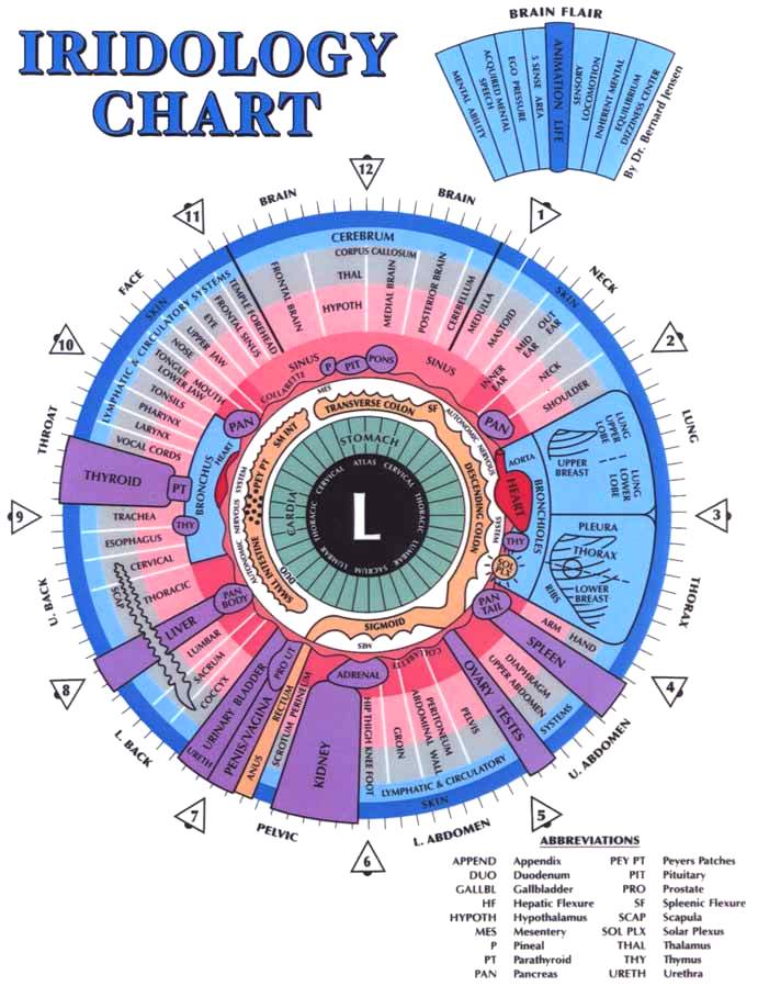 iridology-chart-organs
