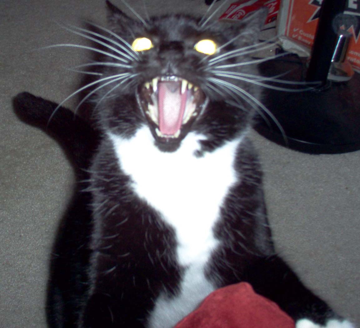 [ragecat.jpg]