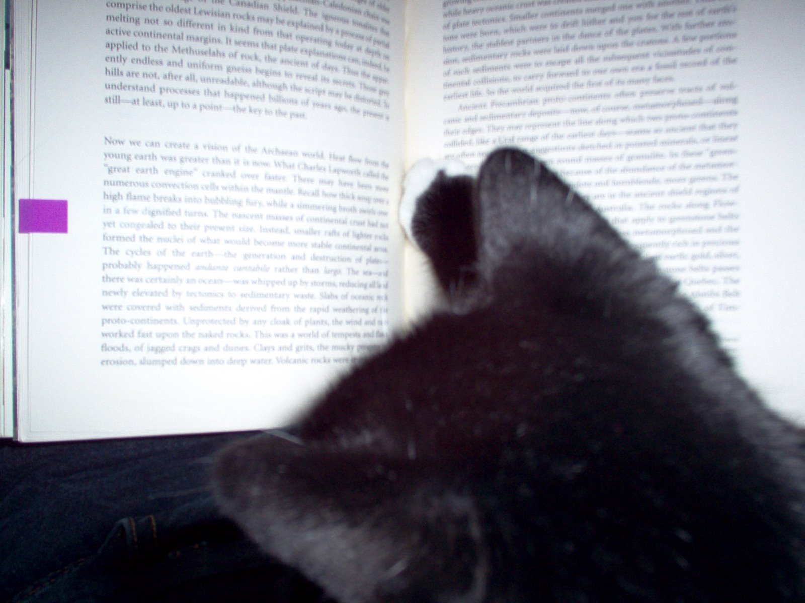 [Wisecat.JPG]