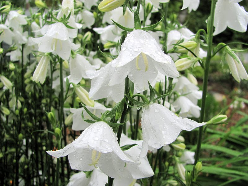 Little Bits from Linda: White Bellflowers