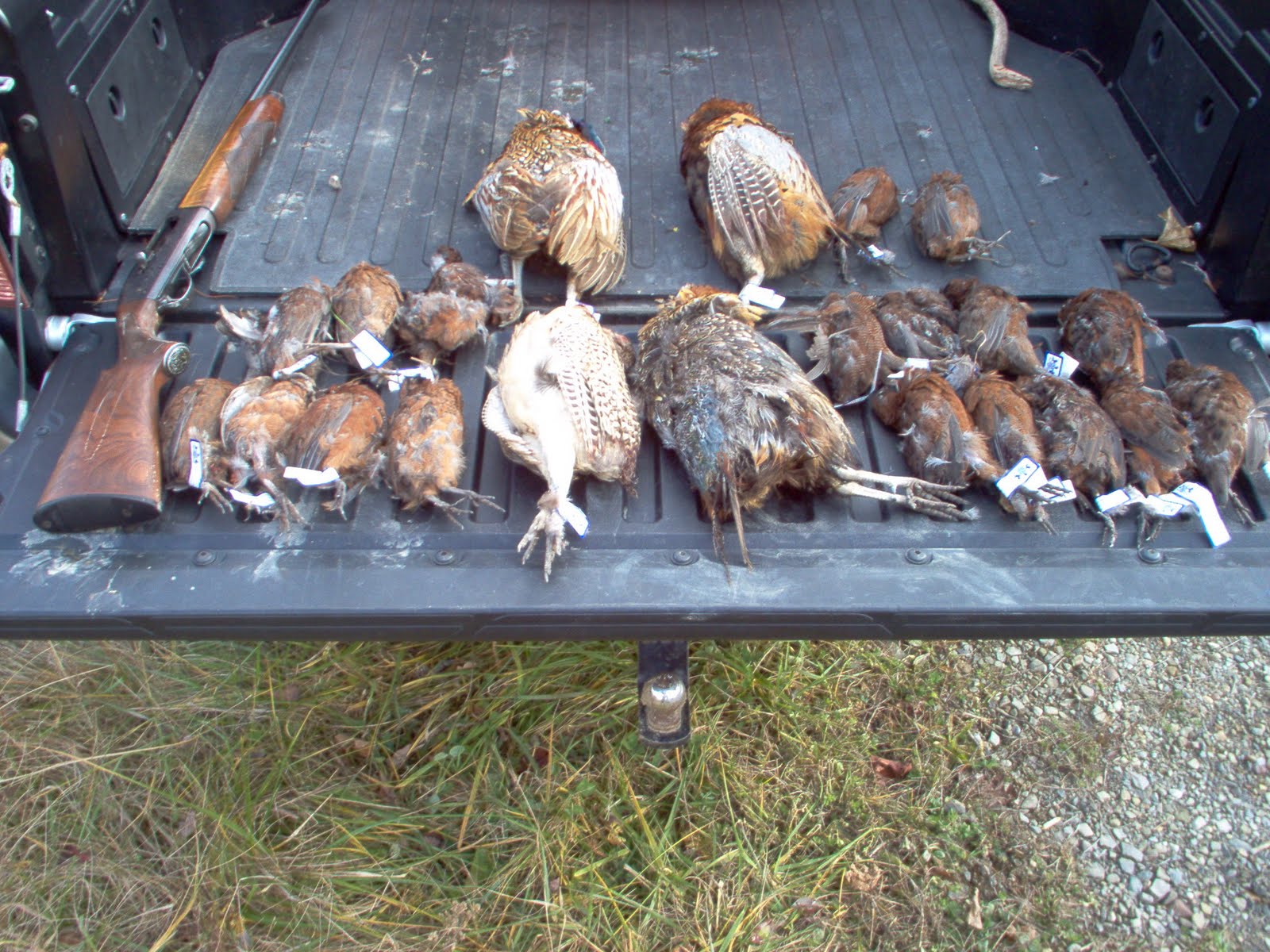 robfisherie Quail And Pheasants On Action Filled Day In PA