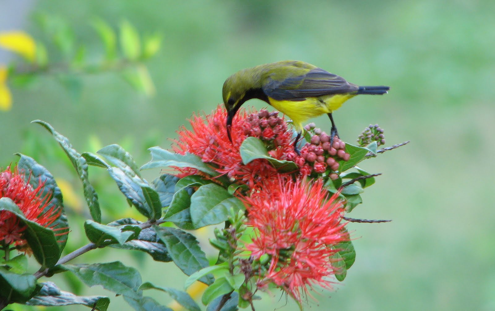 [Sunbird+16.JPG]