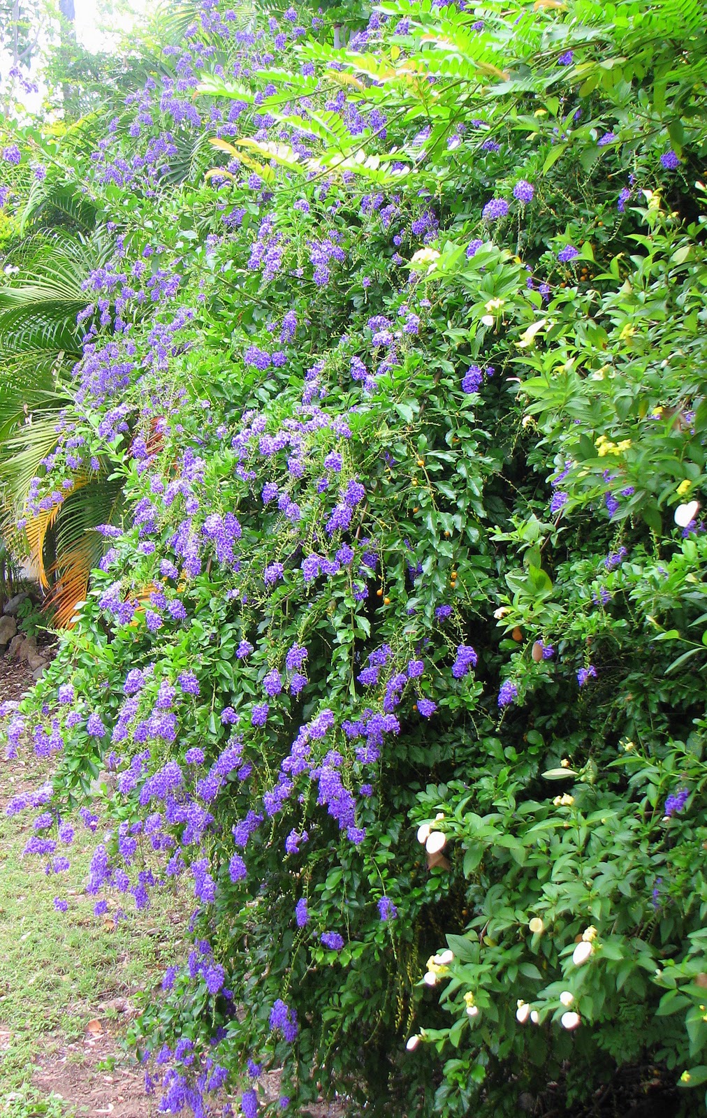 My Dry Tropics Garden: My Place - Part 3: My Driveway Garden Beds.