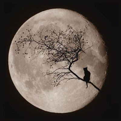 Gato contempla a lua cheia em cima de tronco de árvore