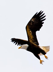 Click on Eagle for Live Cams