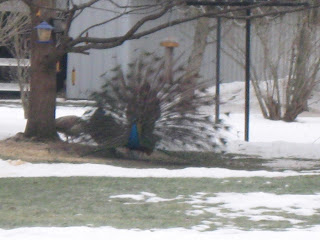 The peacock shows its impressive tail