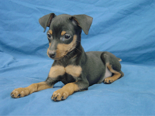 Imagens de mistura de pinscher com yorkshire