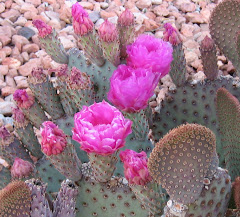 Arizona Desert Blooms
