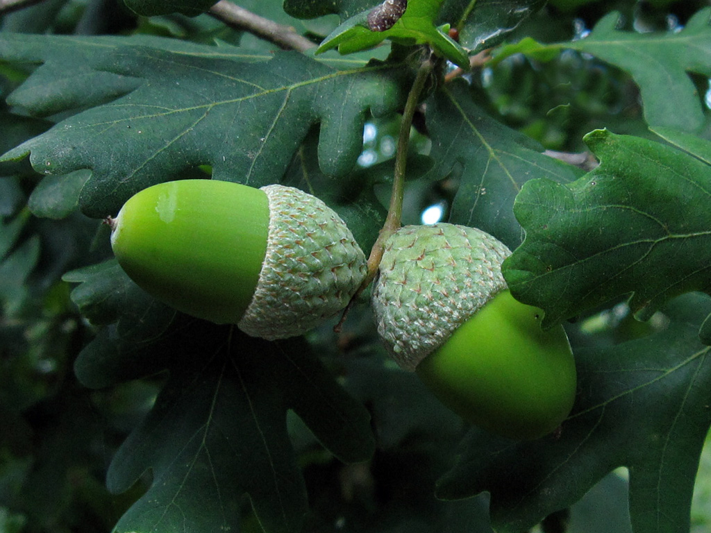 naturaleza naturalmente: Quercus robur L.